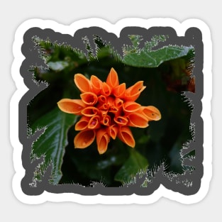 Orange Dahlia Sticker